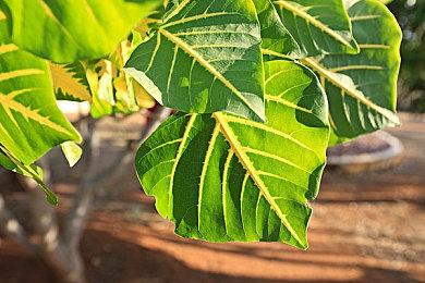 《战神5》更新上线 有新战甲、提升等级上限